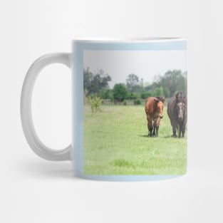 Two horses on pasture looking at camera Mug